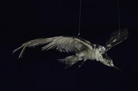 藏品(烏領燕鷗)的圖片